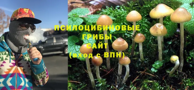 Псилоцибиновые грибы Cubensis Правдинск